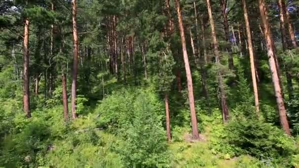 Mount tserkovka belokurikha içinde güzel bitki örtüsünün yamaca. Altay Kray. Rusya. — Stok video