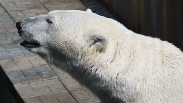 Miś polarny z bliska. — Wideo stockowe