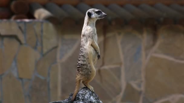 La recherche suricate monte la garde (garde de la famille ).