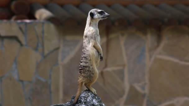 Looking meerkat stands guard (guarding the family). — Stock Video