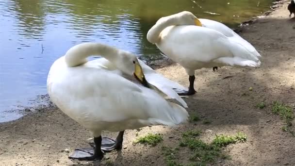 Hermoso cisne blanco acicalando sus plumas . — Vídeo de stock