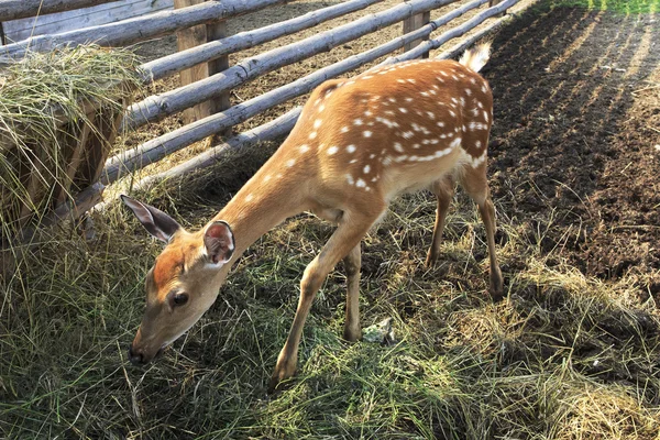 Vacker fläckig lite fawn i voljär. — Stockfoto