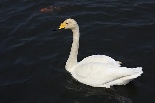 Schöner weißer Schwan schwimmt in einem Teich. — Stockfoto