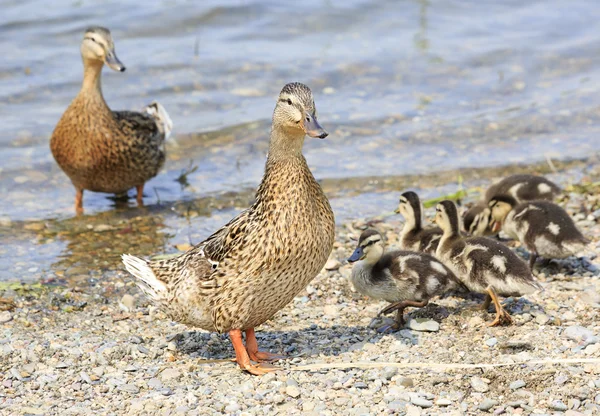 Família de patos caminhando ao longo da costa da lagoa . — Fotografia de Stock