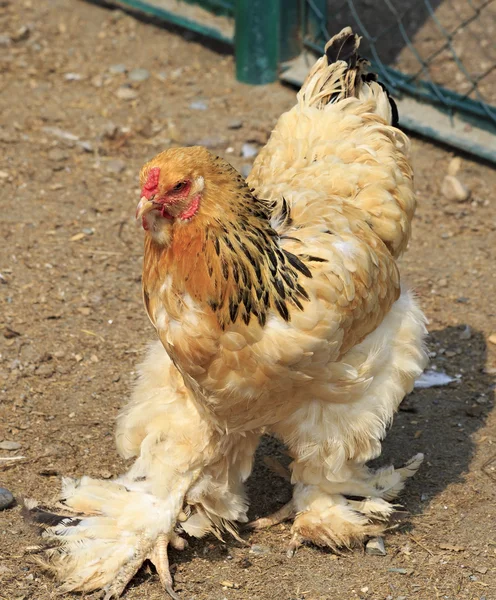 Cochin (poulet ). — Photo