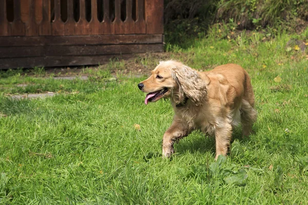 Beautiful English Cocker Spaniel in the village. — Stock Photo, Image