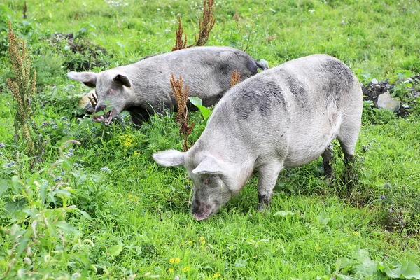 Graues Hausschwein und Kalb. — Stockfoto