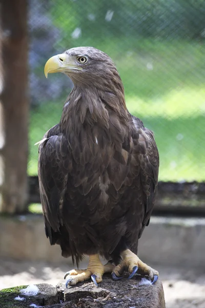 Golden eagle sitting on a log. — Stock Photo, Image