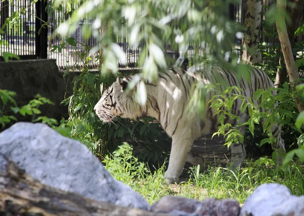 Beautiful white tiger in a cage. — Stock Photo, Image