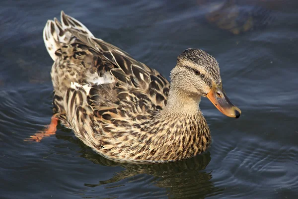 Szép kacsa úszik egy tóban. — Stock Fotó