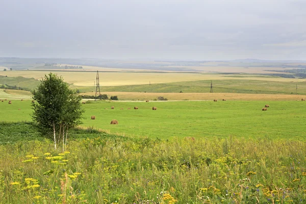 Beautiful field with haystacks. Altai. Russia. — Stock Photo, Image