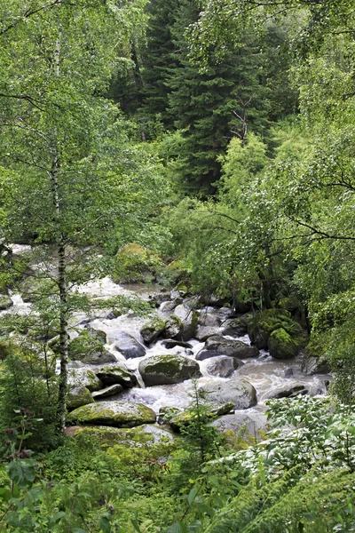 Belokurikha river in the forest on the hillside Sinyuha. Altai K — Stock Photo, Image