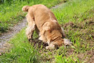 güzel İngiliz cocker spaniel çukur kazıyor..