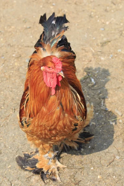 Brahma (csirke) — Stock Fotó