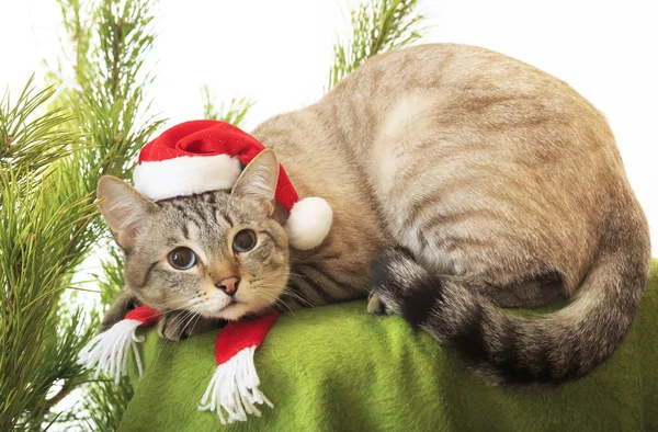 Lustige Katze im Anzug des Weihnachtsmannes. — Stockfoto