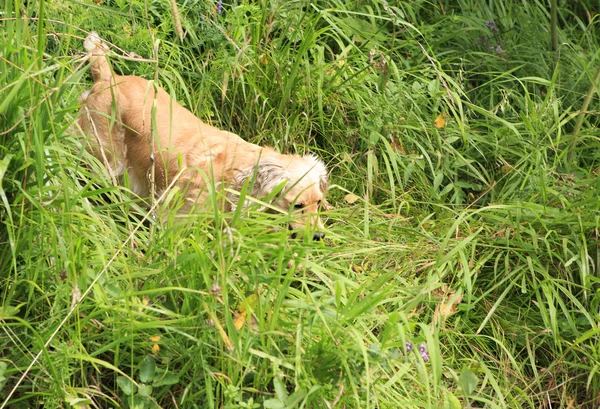 美丽的英式可可猎犬在绿草中猎食. — 图库照片