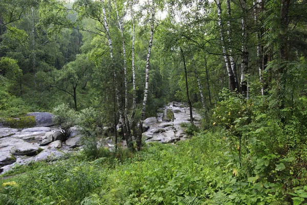 Hillside sinyuha orman nehirde belokurikha. Altay k — Stockfoto