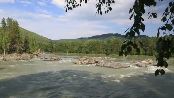 Bellissimo paesaggio estivo fiume di montagna Katun. Altai Krai. Russia . — Video Stock