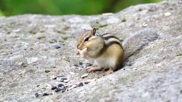 Streifenhörnchen fressen Samen auf dem Felsen. — Stockvideo