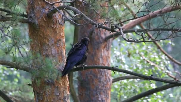 Grand corbeau noir nettoie les plumes sur un pin . — Video