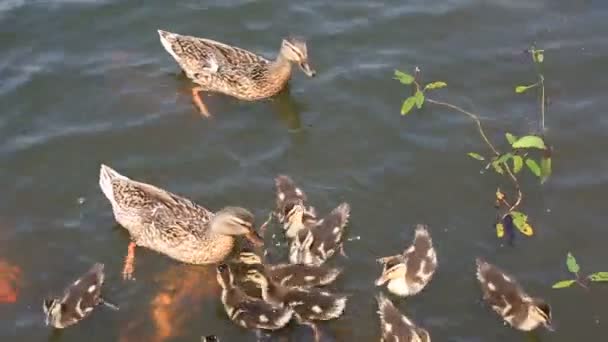 Eend met kuikens zwemmen in de vijver en vangen het broodkruimels. — Stockvideo