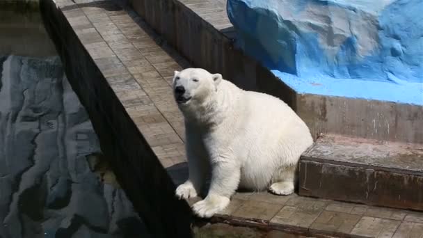 Casal de ursos polares em uma jaula . — Vídeo de Stock