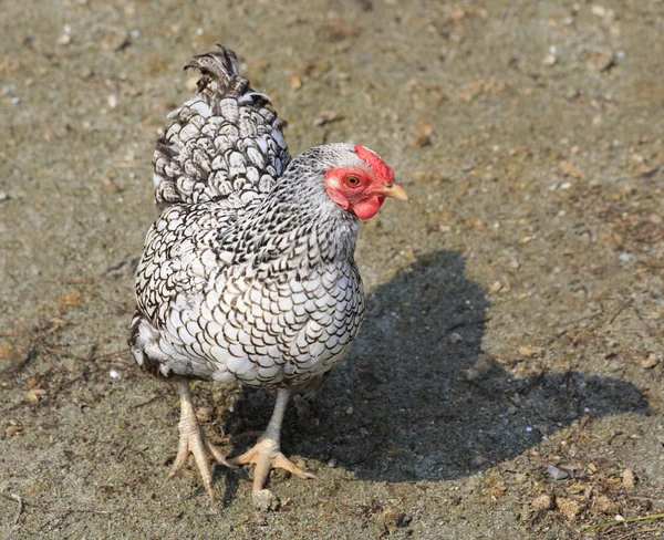 Plymouth rock (kip) — Stockfoto