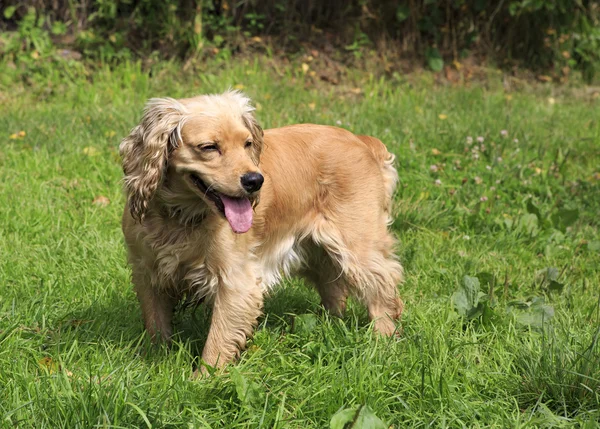 Beautiful English Cocker Spaniel on a background of green grass. — Stock Photo, Image