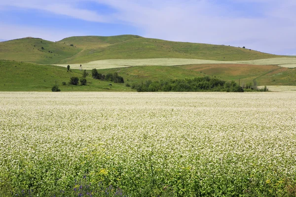 Гречка На Поле Фото