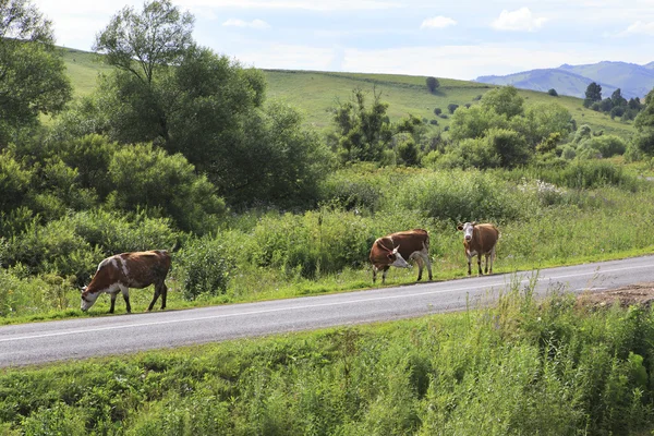 Mucche sulla strada nei Monti Altai . — Foto Stock