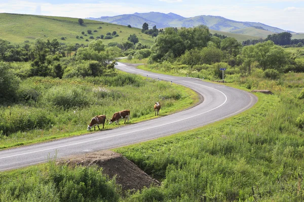 アルタイ山脈では、道路上の牛. — ストック写真