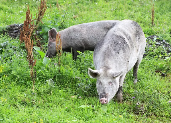 Porcs et veaux domestiques gris . — Photo
