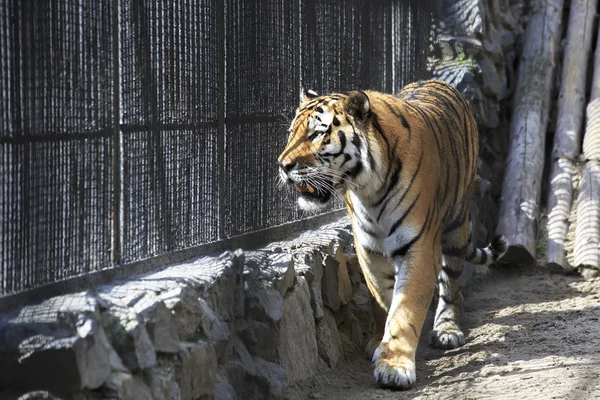 Beautiful Siberian tiger in a cage. — Stock Photo, Image