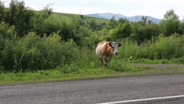 As vacas vão para a estrada. Altai Krai. Rússia . — Vídeo de Stock