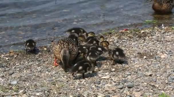 Duck with ducklings feed on the shore of the pond. — Stock Video