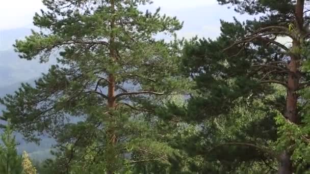 Mount tserkovka belokurikha içinde güzel bitki örtüsünün yamaca. Altay Kray. Rusya. — Stok video