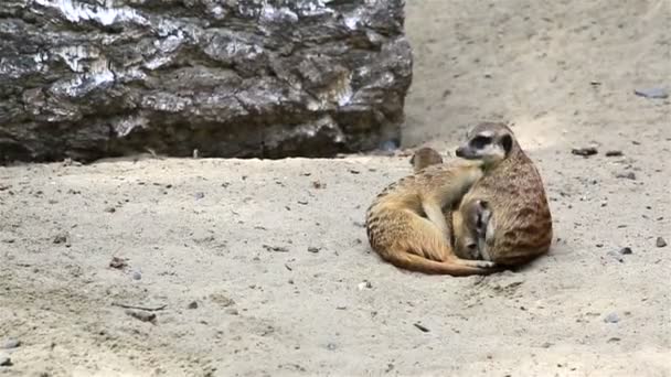 Rolig familj av meerkats med ungar. — Stockvideo