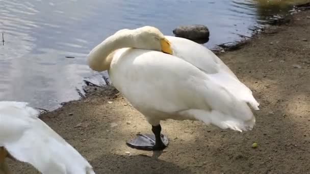 Cisne branco bonito dormindo em uma perna . — Vídeo de Stock