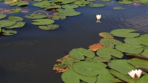 Pięknej lilii wodnej na jezioro manzherok. Ałtajskiego. Rosja. — Wideo stockowe