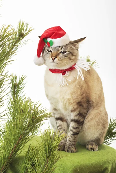 サンタ クロースのスーツで面白い猫. — ストック写真