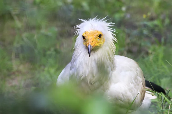 埃及秃鹫（Neophron percnopterus）) — 图库照片