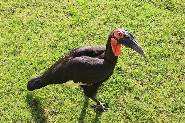 Hornbill solo sul (Bucorvus leadbeateri). — Fotografia de Stock