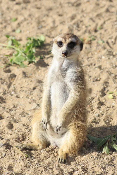 Nyfiken meerkats. — Stockfoto