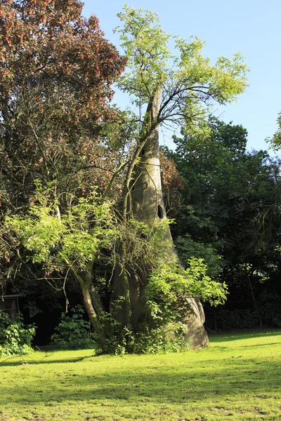 Kunstmatige holle ruimte in de bush. — Stockfoto