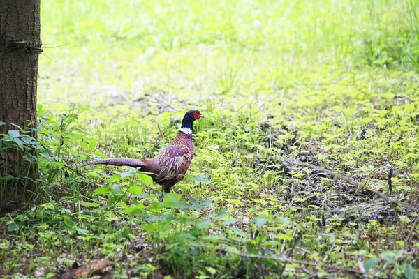 Faisán común (Phasianus colchicus) — Foto de Stock