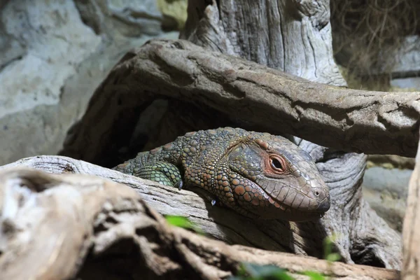 Iguana in terrarium. — Stock Photo, Image