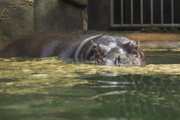 Huge hippopotamus in water. — Stock Photo, Image