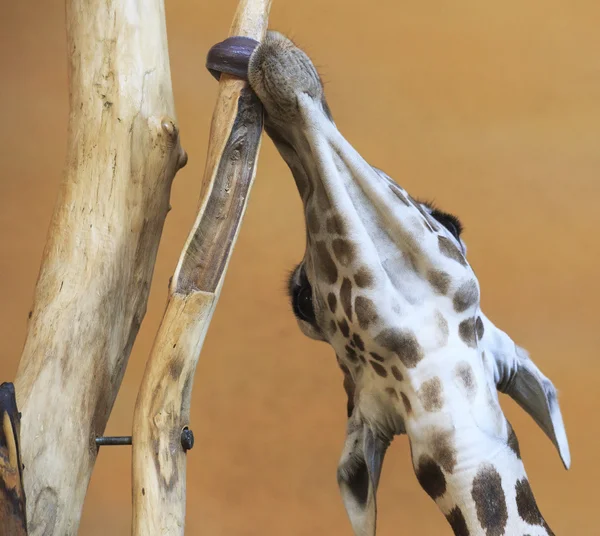 Giraffe kaut Ast. — Stockfoto