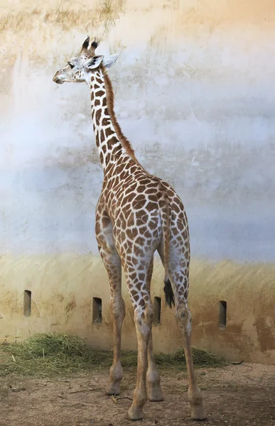 Pohledný mladý žirafa. — Stock fotografie