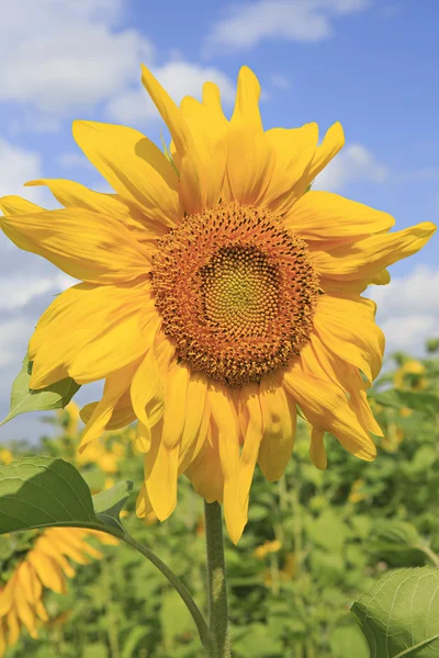 Beautiful sunflower against the sky. — Stock Photo, Image